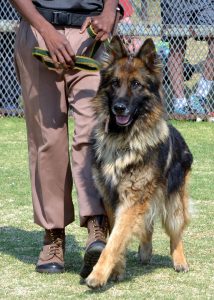 Useful Dog Obedience Training Tips