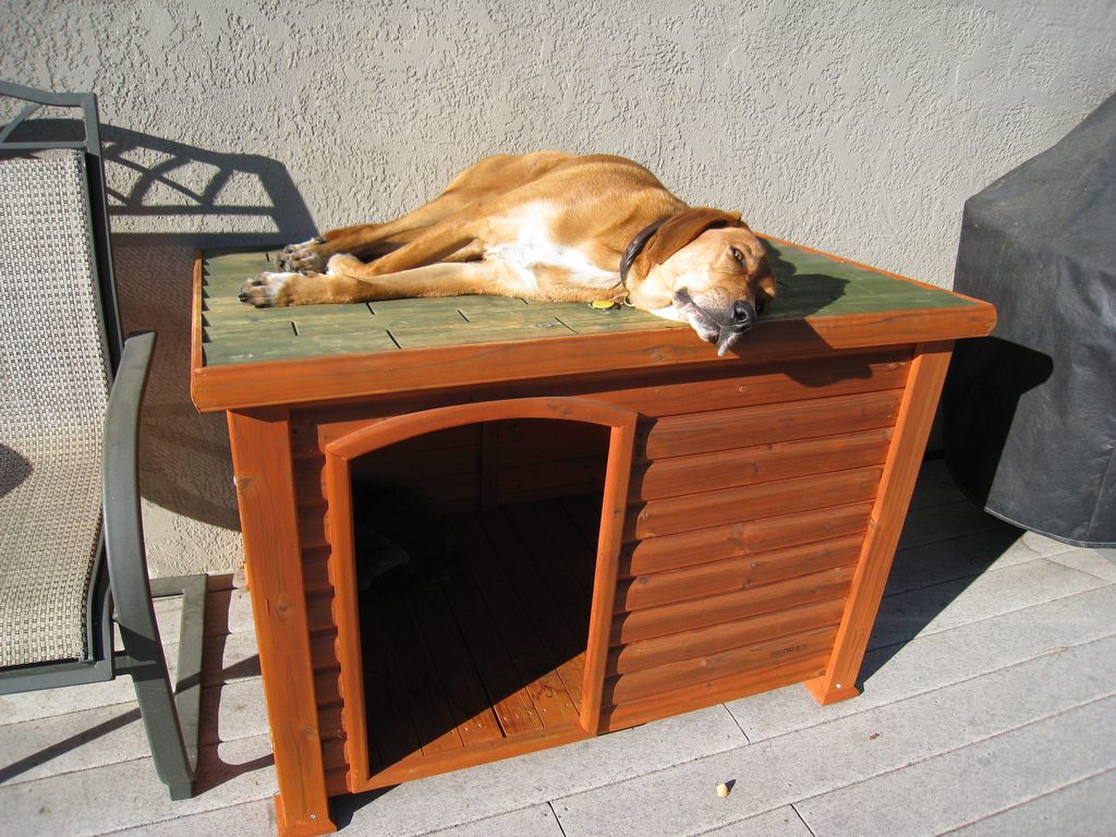 6 Best Dog Houses For Outdoors and Indoors