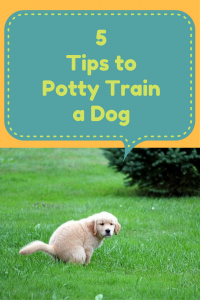 5 Tips to Potty Train a Dog