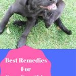 dogs dry skin