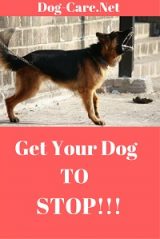 get your dog to stop