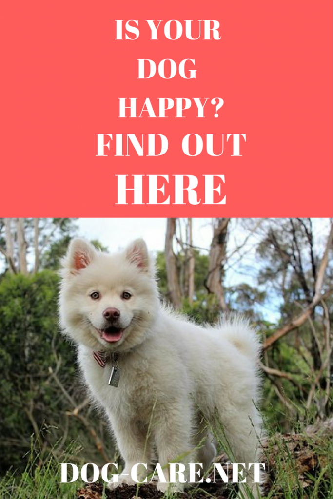 12 ways dog happy