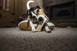 dog with treat