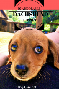 dachshund puppies