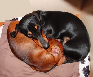 dachshund puppies